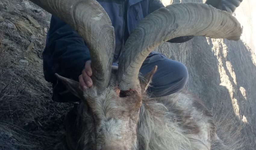 Astore markhor3