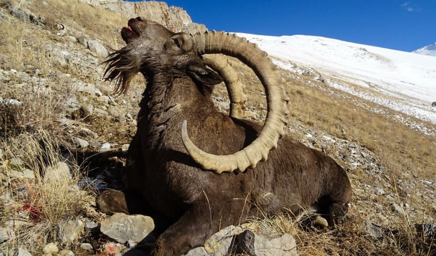 Ibex 11