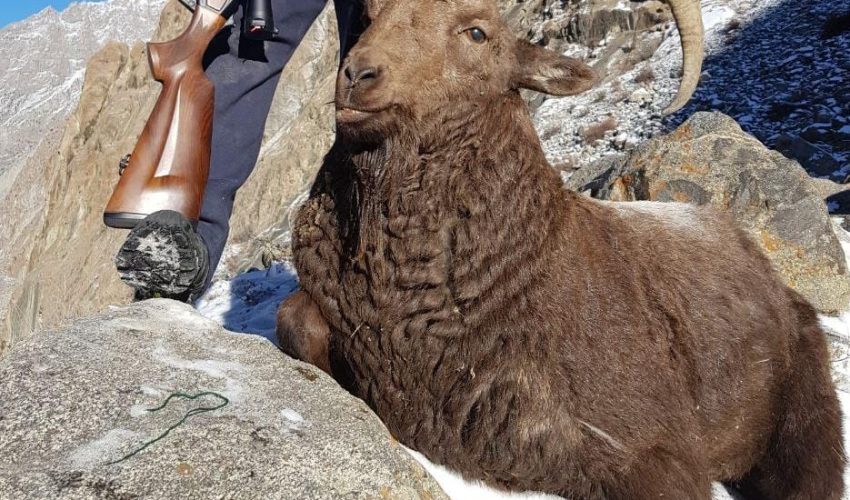 Ibex 6