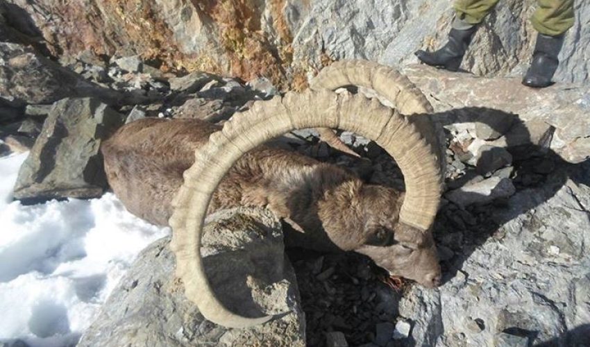 Ibex 9