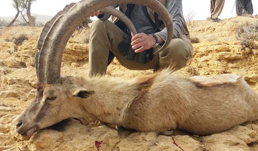 Sindh Ibex 4