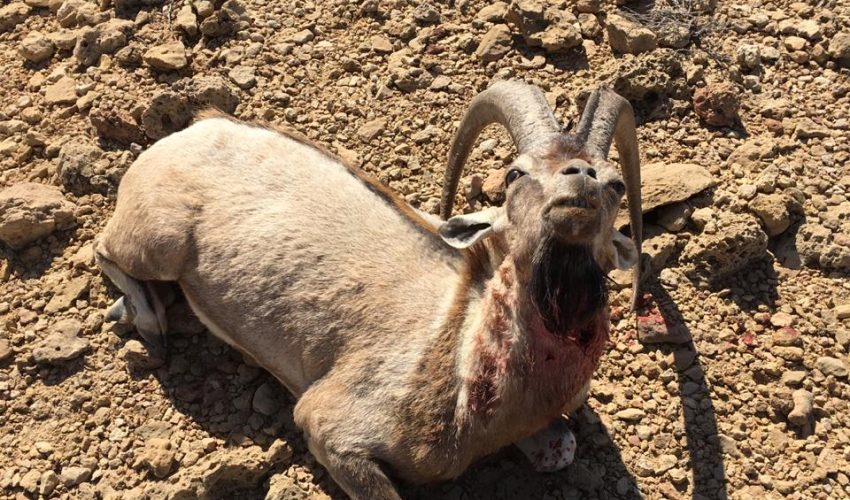 Sindh ibex 2
