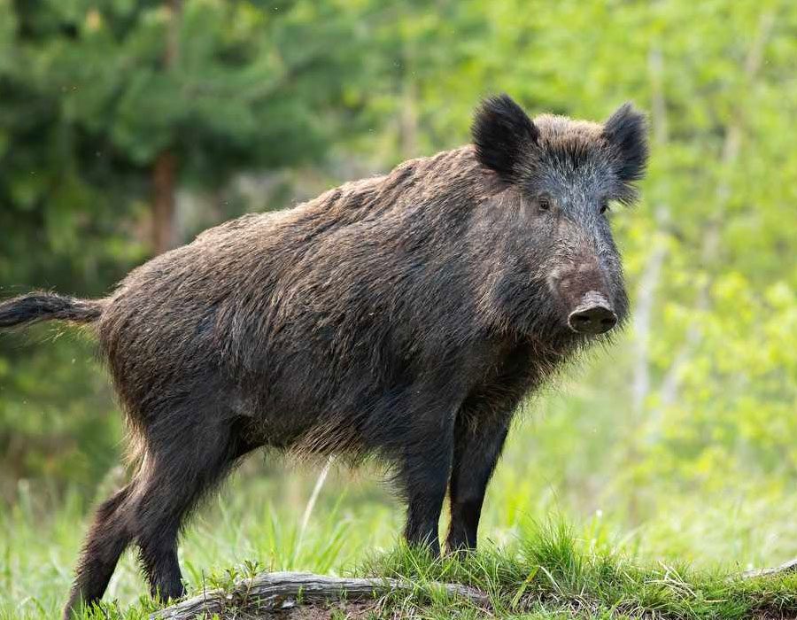 boar