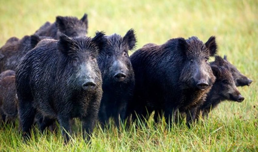 boar2