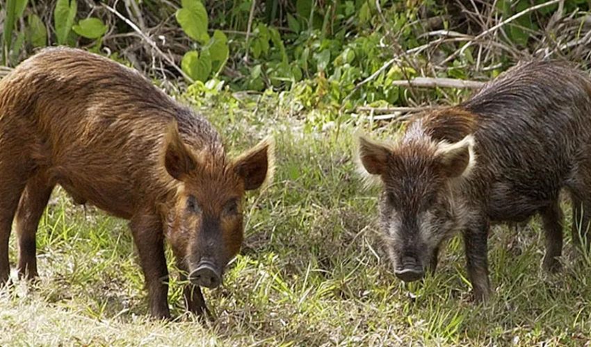 boar3