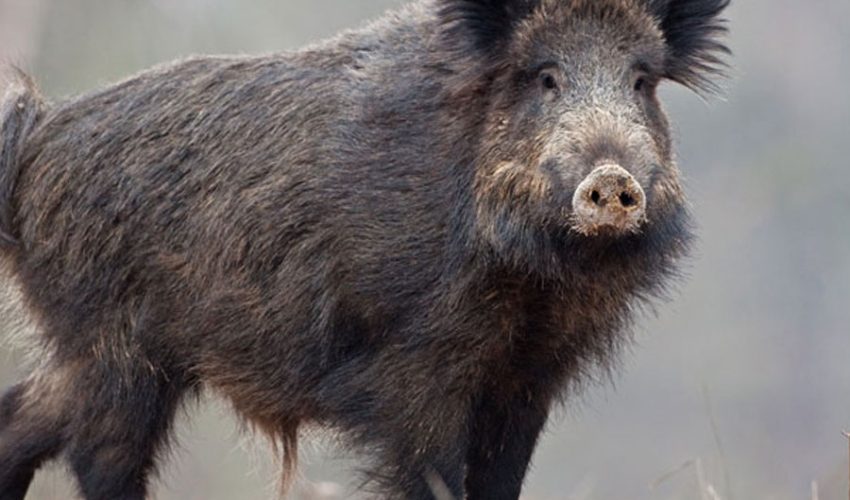 boar4