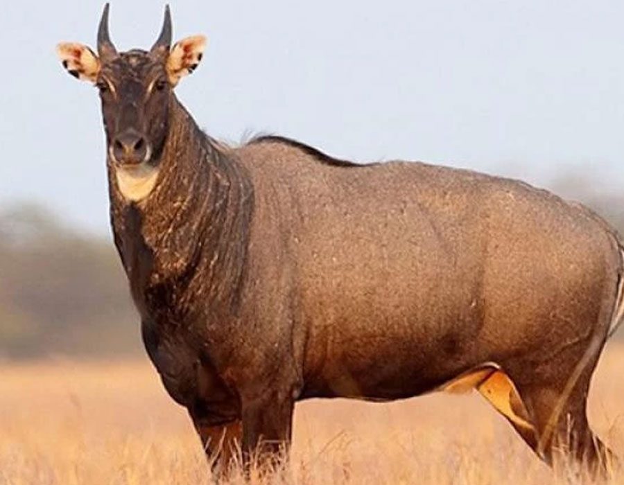 nilgai